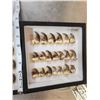 Image 6 : 40 Black Bear Claws Taxidermy