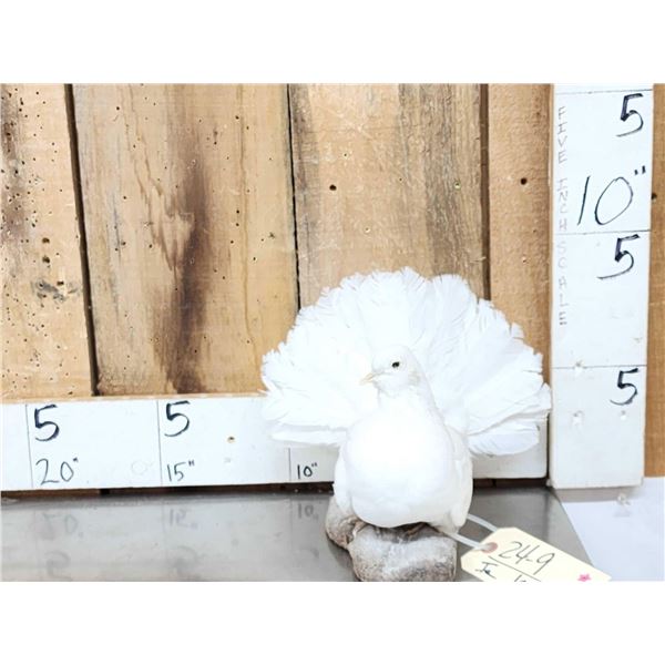 Fan Tail Pigeon Full Body Bird Taxidermy
