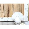 Image 1 : Fan Tail Pigeon Full Body Bird Taxidermy
