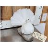 Image 2 : Fan Tail Pigeon Full Body Bird Taxidermy