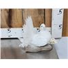 Image 3 : Fan Tail Pigeon Full Body Bird Taxidermy
