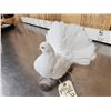 Image 4 : Fan Tail Pigeon Full Body Bird Taxidermy