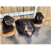 Image 4 : Modular Black Bear Taxidermy Mount