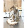 Image 10 : 3 Cute Critters Taxidermy Lot