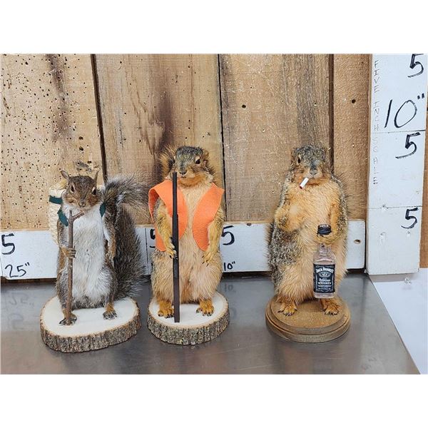 3 Cute Critters Taxidermy Lot