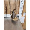 Image 3 : 3 Cute Critters Taxidermy Lot