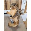 Image 4 : 3 Cute Critters Taxidermy Lot