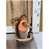 Image 6 : 3 Cute Critters Taxidermy Lot