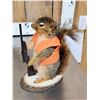 Image 7 : 3 Cute Critters Taxidermy Lot