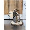 Image 9 : 3 Cute Critters Taxidermy Lot