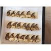 Image 2 : 40 Black Bear Claws Taxidermy