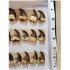 Image 4 : 40 Black Bear Claws Taxidermy
