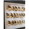 Image 5 : 40 Black Bear Claws Taxidermy