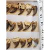 Image 6 : 40 Black Bear Claws Taxidermy