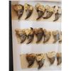 Image 7 : 40 Black Bear Claws Taxidermy