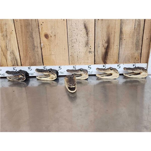 6 Taxidermy Alligator Heads