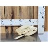 Image 1 : Black Bear Skull Taxidermy