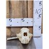Image 2 : Black Bear Skull Taxidermy