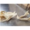 Image 4 : Black Bear Skull Taxidermy