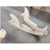 Image 5 : Black Bear Skull Taxidermy