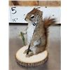 Image 10 : 3 Cute Critters Taxidermy Lot