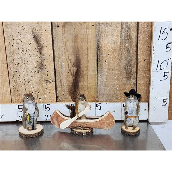 3 Cute Critters Taxidermy Lot