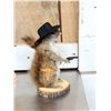 Image 2 : 3 Cute Critters Taxidermy Lot