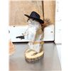 Image 3 : 3 Cute Critters Taxidermy Lot