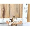 Image 4 : 3 Cute Critters Taxidermy Lot