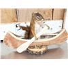 Image 5 : 3 Cute Critters Taxidermy Lot