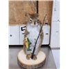 Image 8 : 3 Cute Critters Taxidermy Lot