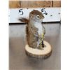 Image 9 : 3 Cute Critters Taxidermy Lot