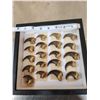Image 2 : Set Of 20 Black Bear Claws Taxidermy