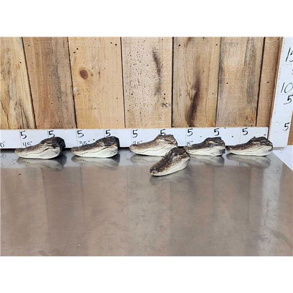 6 Taxidermy Alligator Heads