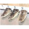 Image 4 : 6 Taxidermy Alligator Heads