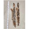 Image 1 : 2 Coyote Soft Tanned Furs Taxidermy