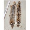 Image 2 : 2 Coyote Soft Tanned Furs Taxidermy