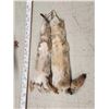 Image 3 : 2 Coyote Soft Tanned Furs Taxidermy