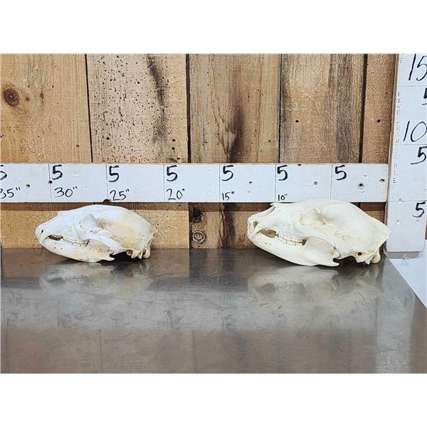 2 Black Bear Skull Taxidermy