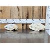 Image 1 : 2 Black Bear Skull Taxidermy