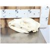Image 2 : 2 Black Bear Skull Taxidermy