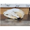Image 3 : 2 Black Bear Skull Taxidermy