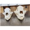 Image 4 : 2 Black Bear Skull Taxidermy