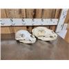 Image 5 : 2 Black Bear Skull Taxidermy