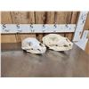 Image 6 : 2 Black Bear Skull Taxidermy