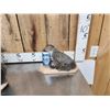 Image 2 : 3 Cute Critters Taxidermy Lot