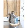 Image 7 : 3 Cute Critters Taxidermy Lot