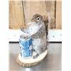 Image 8 : 3 Cute Critters Taxidermy Lot