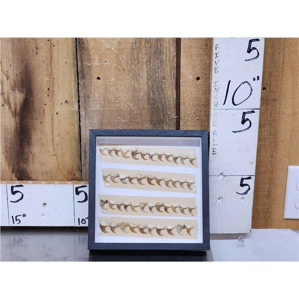 45 Bobcat Claws Taxidermy