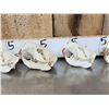 Image 4 : 6 Beaver Skulls Taxidermy